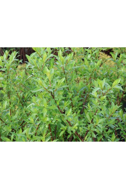 Верба тонкостовбурова  Melanostachys кора